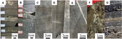 The Volcanic Impacts on the Formation of Organic-Rich Shales From the Freshwater to Saline Lakes: Cases Study in the Ordos and the Junggar Basins